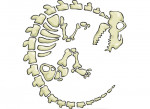 Fossil