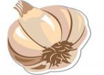 Knoblauch