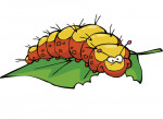 Raupe