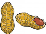 arachide