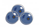 Blaubeere