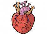 cardiaco