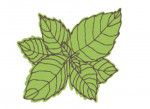 menta