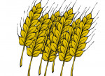 malt