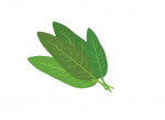 salvia