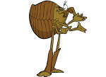pidocchio