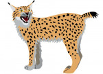 lince