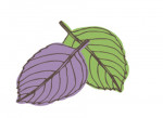 fogliame