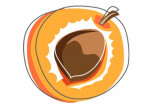 Aprikose