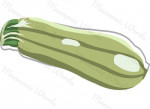 courgette