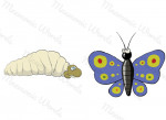 desarrollar