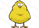 pollo