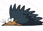 erizo
