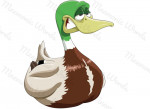 canard