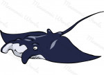 stingray