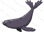 foca