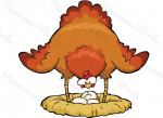 gallina