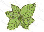 menta