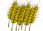 malt