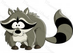 raccoon