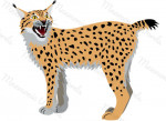 lince
