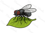 fly