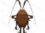 insecto