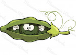pisello