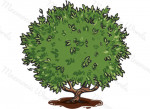 arbuste